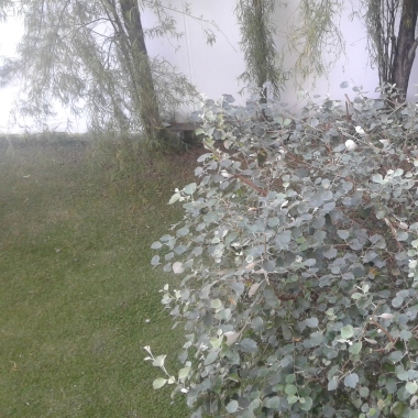 Mantencesped