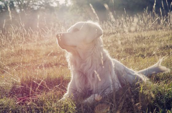 animaux