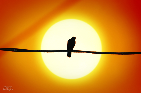 Amanecer en el cable eléctrico