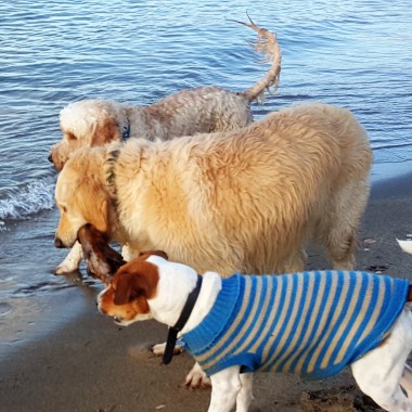 Rebecca Maud Dog Training & Animal Care Services