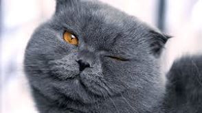 Esterilizaçoes Felino e canino