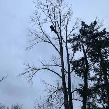L’Arbre De Vie