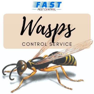 Wasp Removal Brisbane