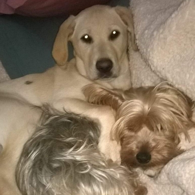Petlove﹠Care