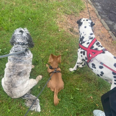 Bury Based Dog Walking - Pet Sitting - Home Visits - Overnight Stays- Heffernan’S