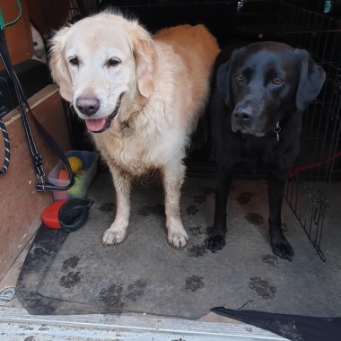 Doggydogs Gundog Experience