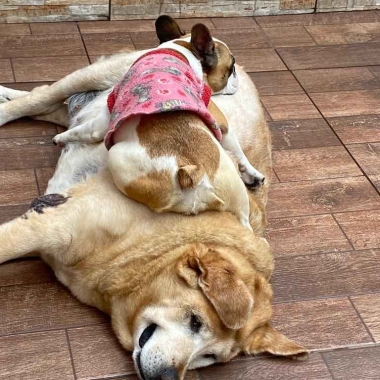 Consultório Veterinário Animalmigão