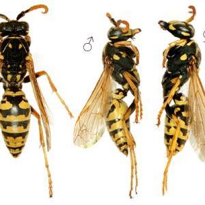 Bees And Wasp Control Brisbane