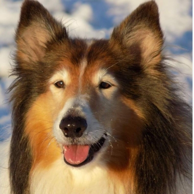 Greta’ Adventures - Pet’ Services